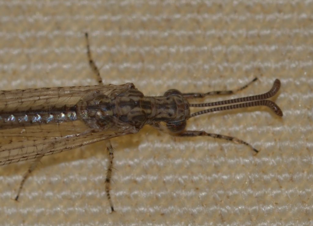 Neuroleon arenarius